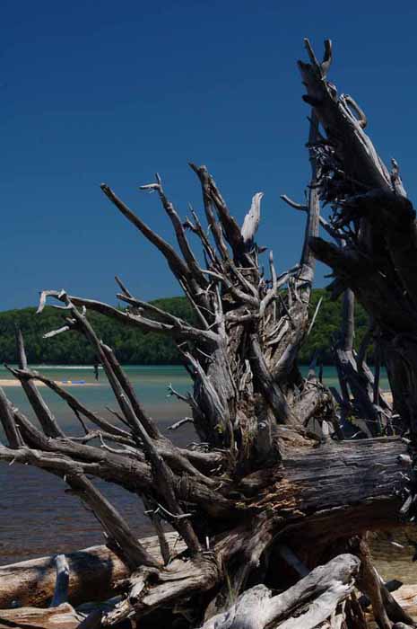 driftwood on Sand Point, Munising